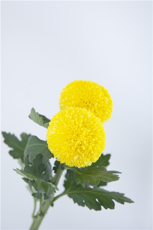 乒乓菊在花艺中的运用，乒乓菊的家居养护要素