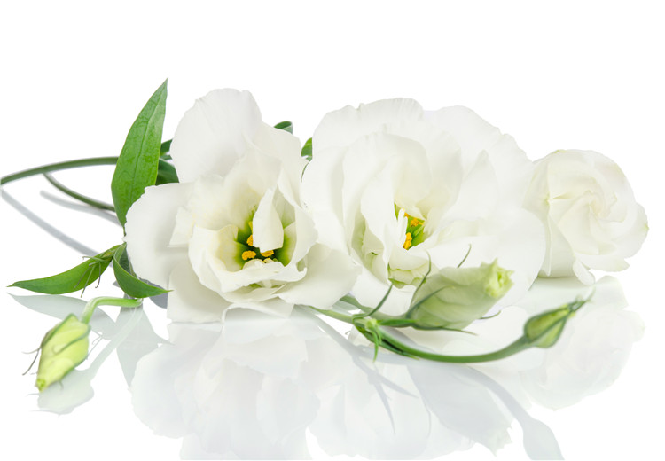 张馨予结婚典礼上的白色洋桔梗是代表什么意义