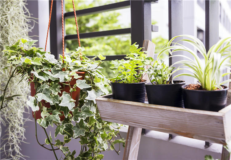7种最容易见到盆栽植物的养护方法