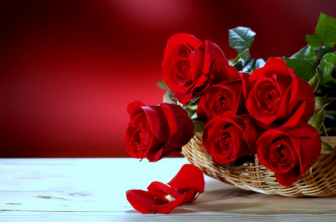 向女友求婚送多少朵玫瑰花适合？有哪些含义？
