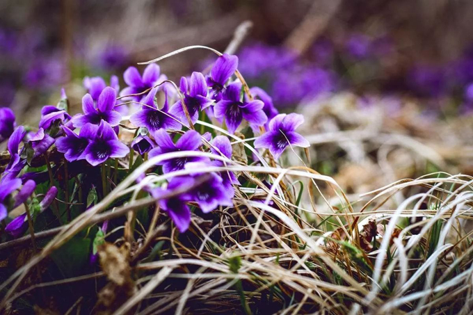 紫花地丁——不迟来的紫韵