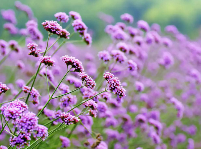 马鞭草，再续紫色浪漫