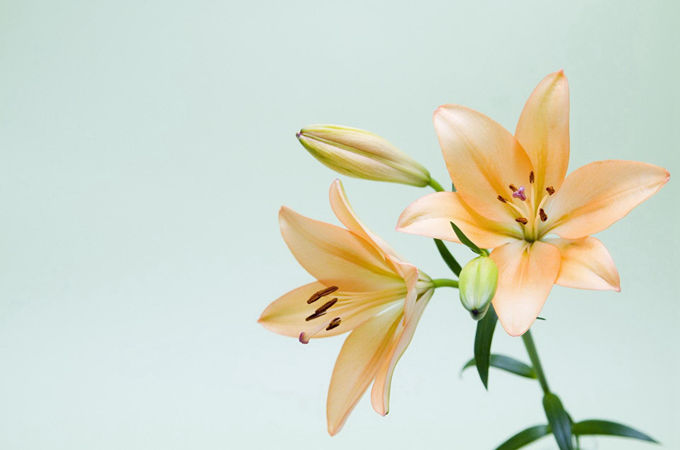 朋友生日送什么礼物花好一点？