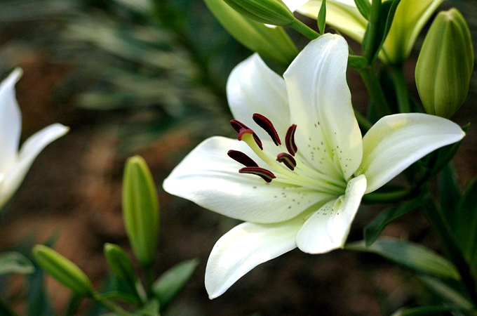 百合花的花语是什么？不一样枝数代表的不一样含义