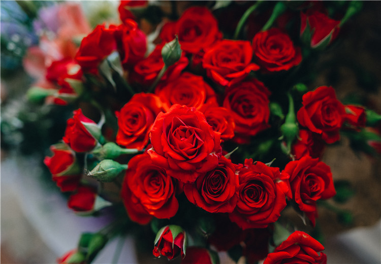 玫瑰花怎么样保鲜
