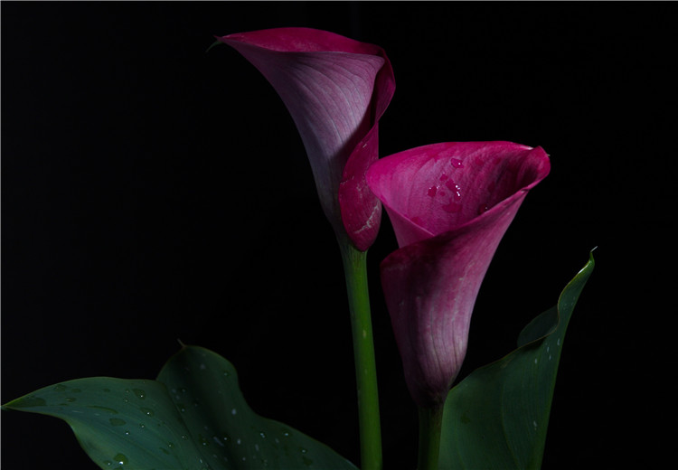 反季节催花，让年宵花卉喜迎春