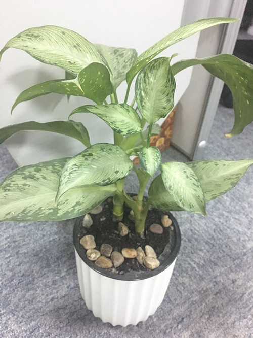 代表吉祥的植物，你知多少