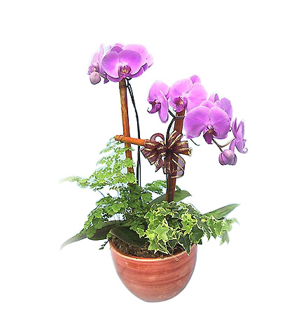 挑对花盆才能养好花，养花之前先弄清楚怎么样挑选花盆
