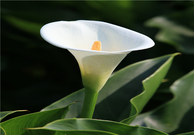 朋友结婚可以送鲜花吗