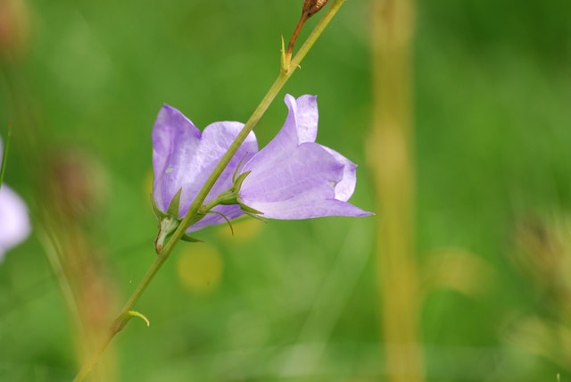 这几种花夏天最好不要买