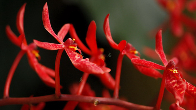 植物中的“大熊猫”——火焰兰