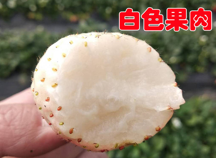 圣诞，元旦来了，送朋友，送亲人什么礼物呢