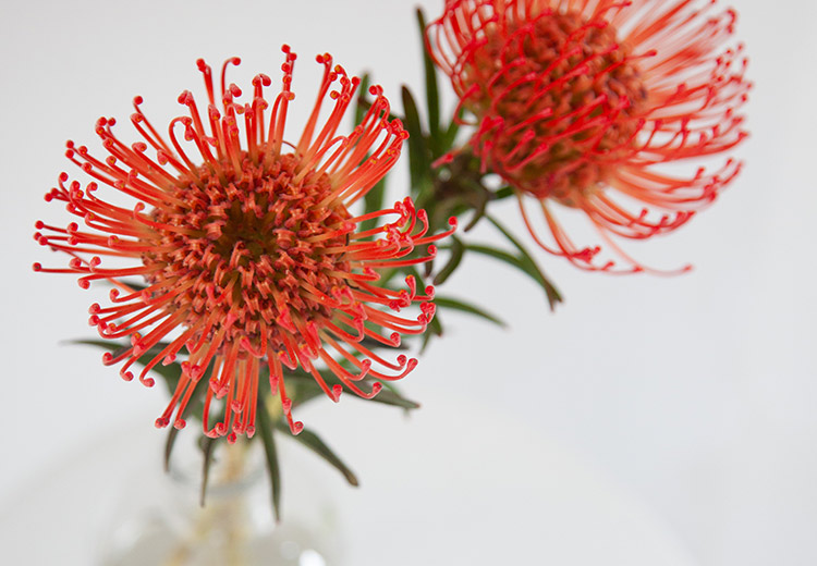 你的星座,最像哪一种花