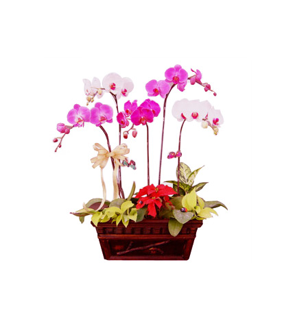 蝴蝶兰开花凋零后还可以再开花吗