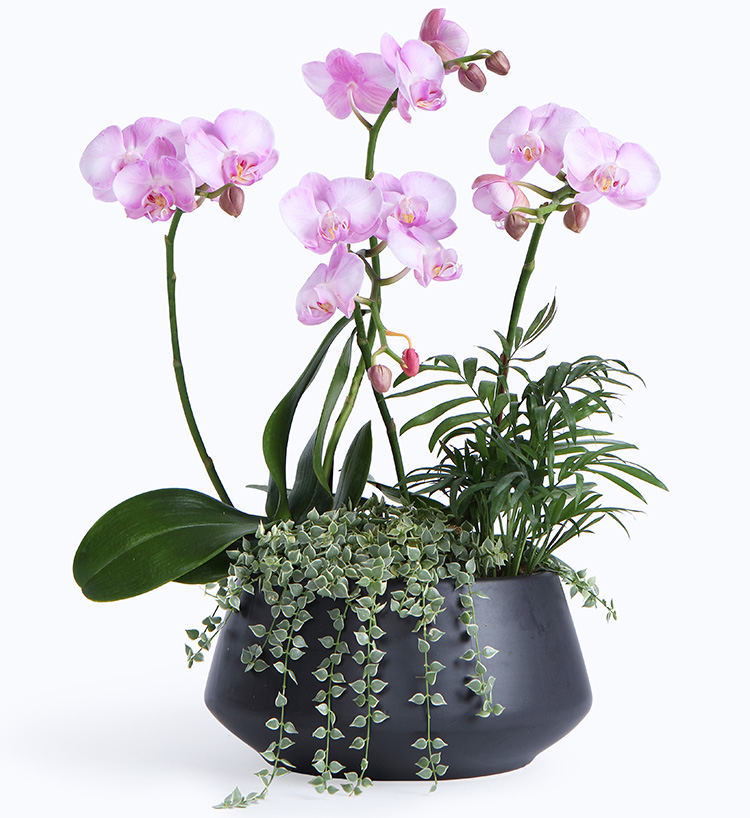 洋兰皇后“蝴蝶兰”怎么样延长花期