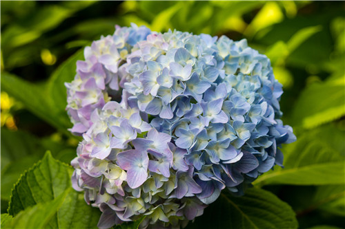 一分钟分清绣球、木绣球、琼花！
