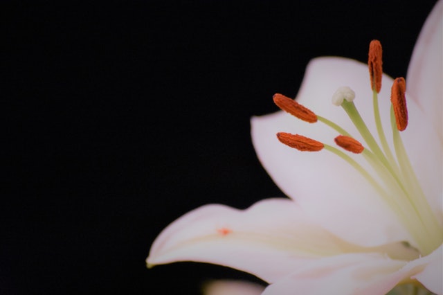 香水百合花语大全