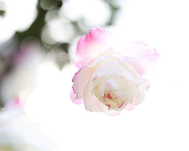 山茶花传闻
