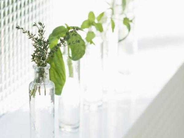 发财树、栀子花、茉莉花等10种容易见到花卉植物的扦插办法