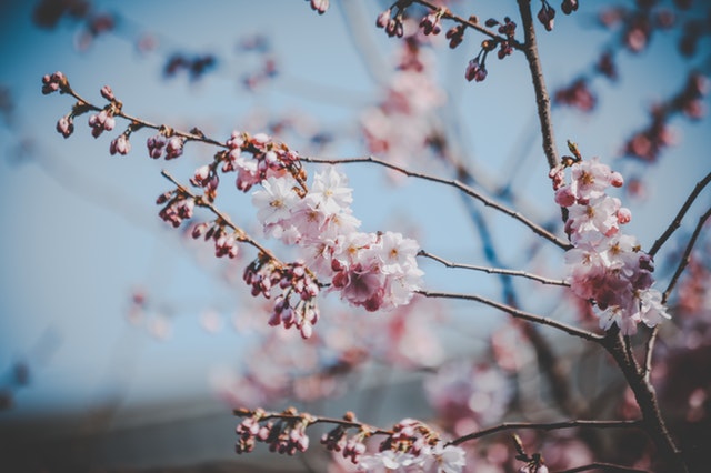 中国花历中12月花神的起源与传闻