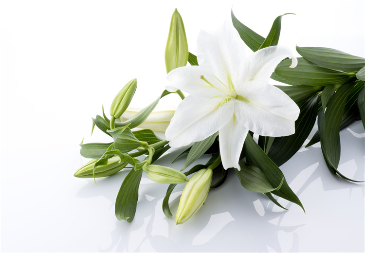 7月下旬生日花及花语
