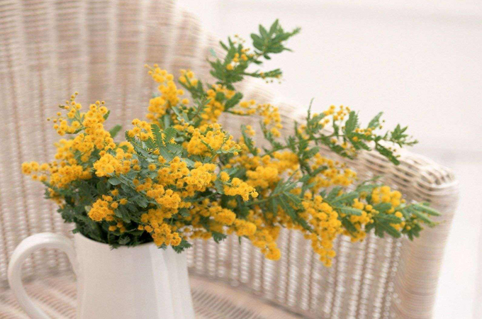 白色情人节送女友什么花？