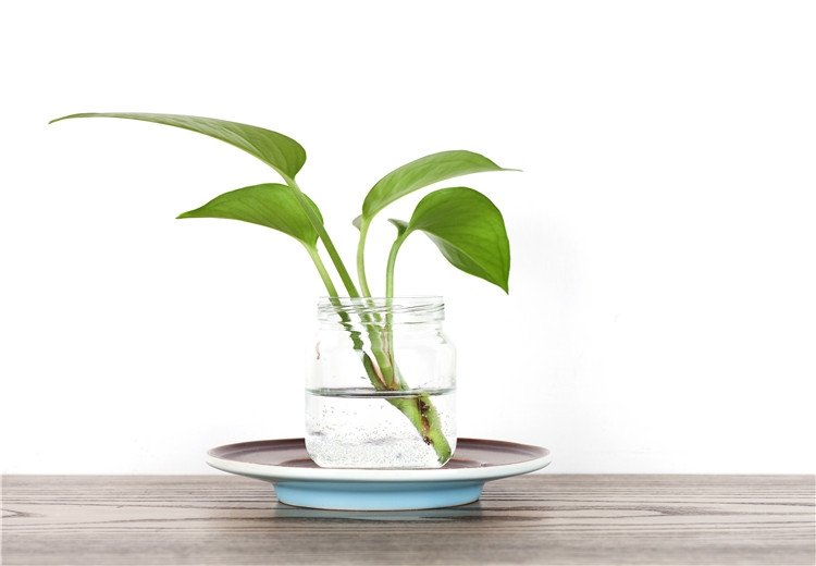 盆栽植物变水培植物有哪些步骤