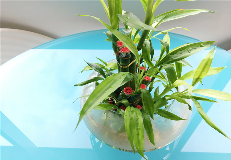 盆栽植物变水培植物有哪些步骤
