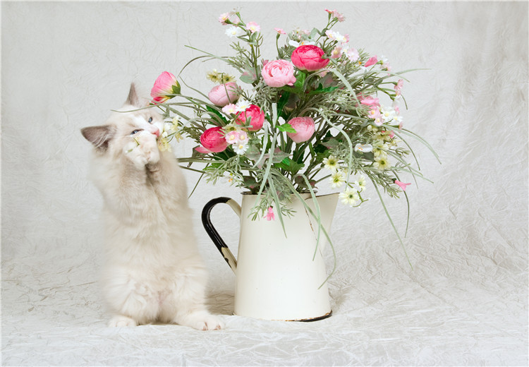 插花花材要如何保养