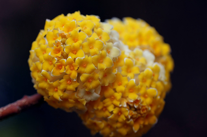 结香花｜结一枝爱，为你百炼钢成绕指柔