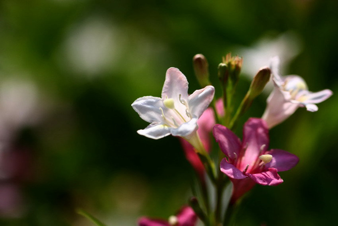 锦带花：满树繁花锦绣 ，风来飘飘随舞