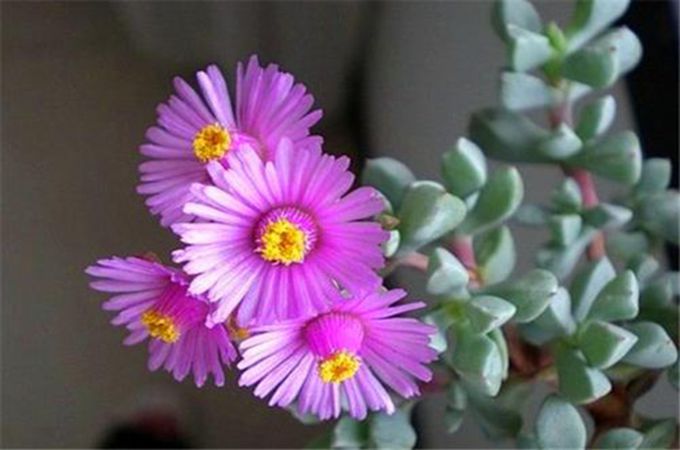 白凤菊怎么养_白菊怎么养
