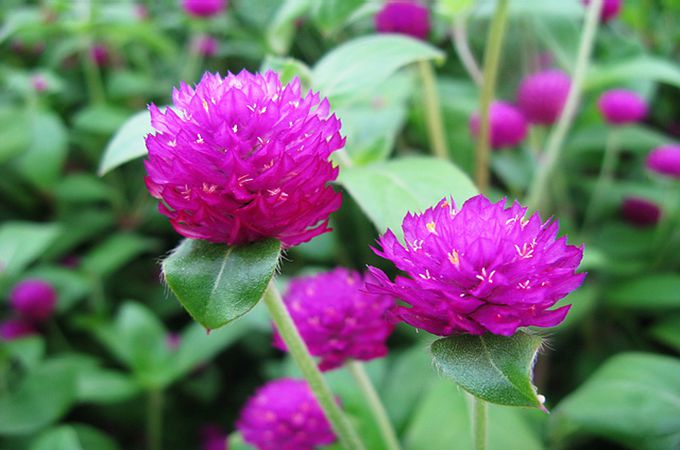 千日红花的花语（千日红是什么花）