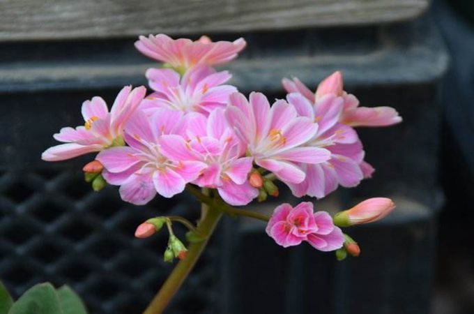 露薇花的养殖方法和注意事项（露薇花的花语是什么）
