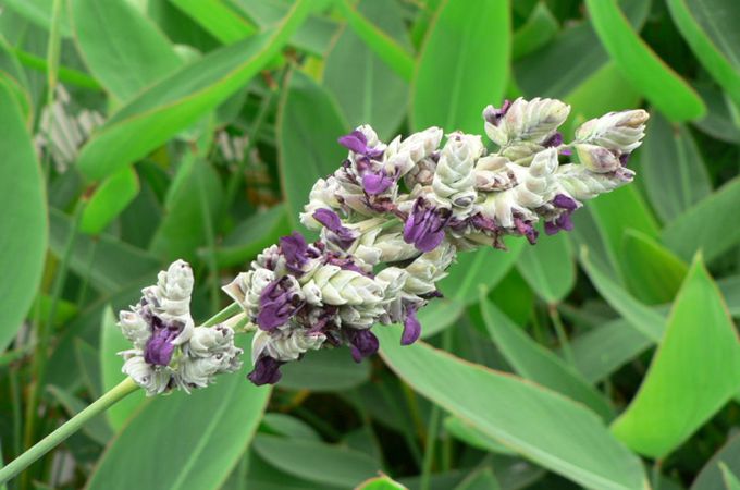 再力花的种植方法|再力花水养方式