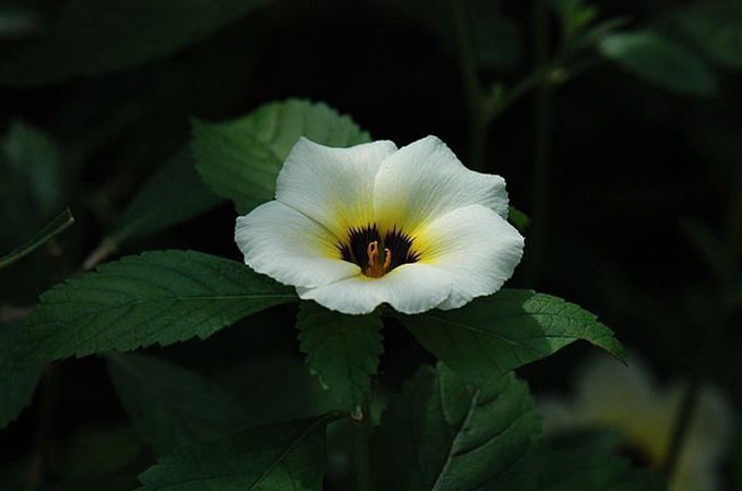 时钟花寓意（时钟花是什么花）
