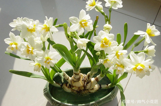 水仙花的花语是什么|水仙的花语以及民间传说