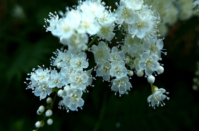 珍珠梅的花语_珍珠花花语是什么意思