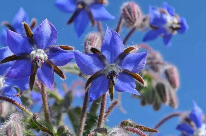 莴苣花花语（琉璃苣象征什么）