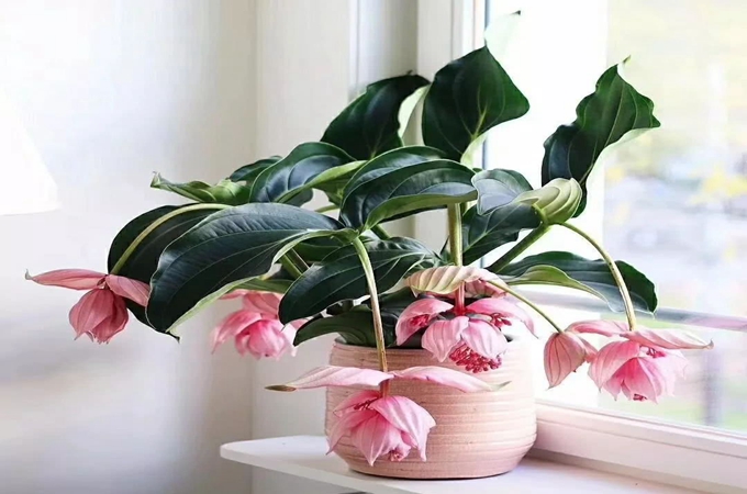 宝莲灯花的寓意是什么_宝莲灯花语象征与寓意
