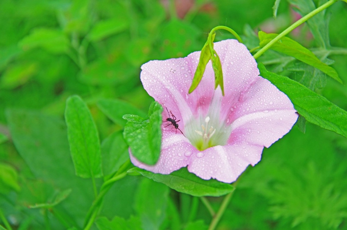 夕颜的花语和象征 夕颜花寓意