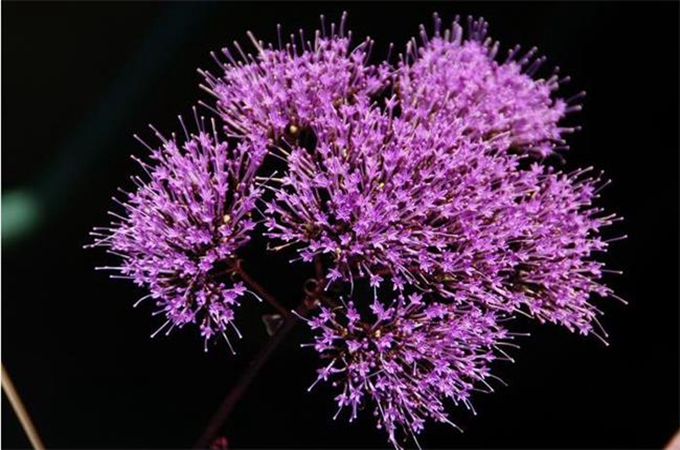 夕雾的花语（夕雾的花语和寓意）