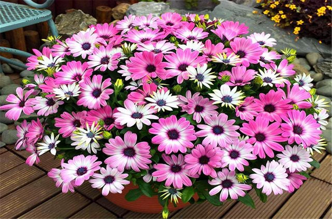哪些玛格丽特花品种值得种（玛格丽特花怎样繁殖）