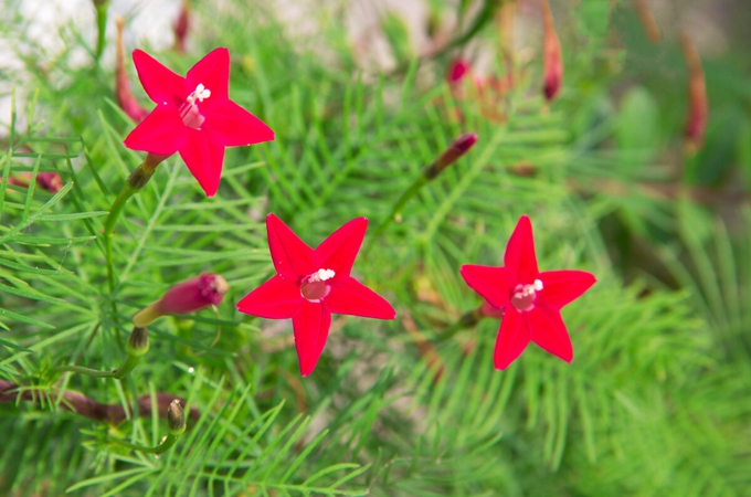 五星花种植注意事项|五角星花的养殖方法和注意事项