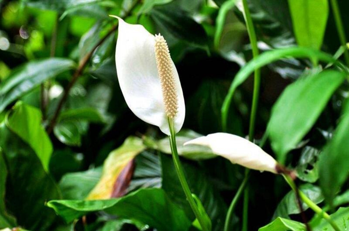 白掌怎么繁殖|白掌花有毒吗家里能养吗