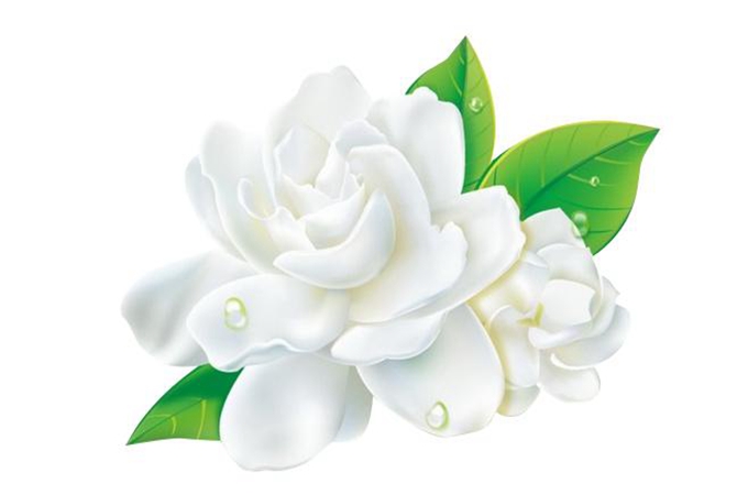 栀子花开花期间怎么养护（栀子花花苞期间管理）