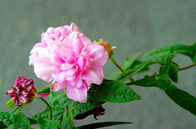 缠枝牡丹的种植方法_缠枝牡丹花