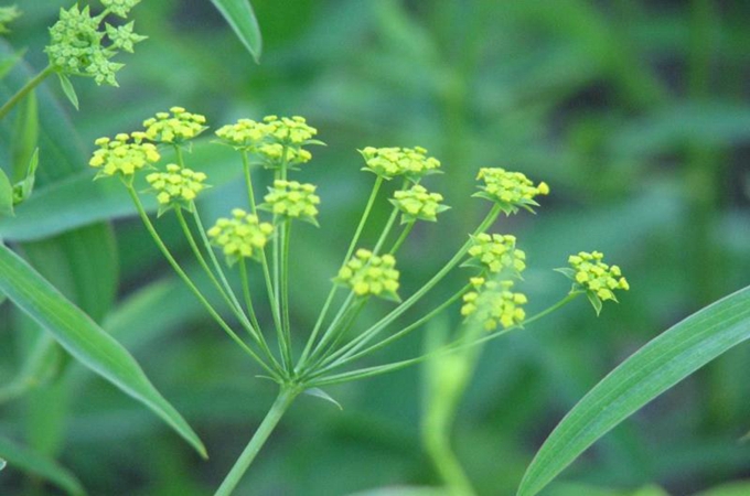 柴胡如何种植_柴胡的栽培种植技术