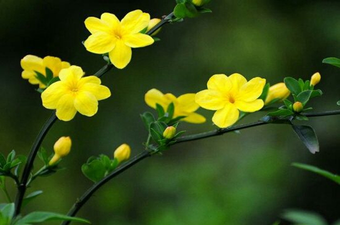 迎春花怎样修剪和养护-迎春花修剪诀窍