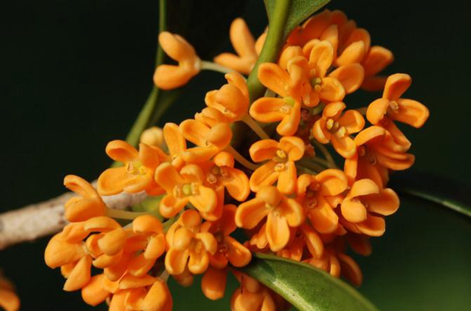 桂花怎么换盆-桂花换盆后怎么浇水